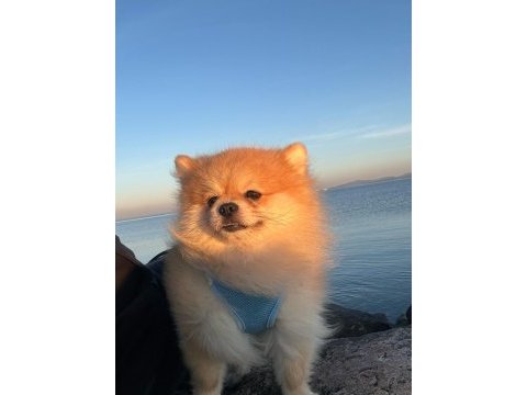 Erkek pomeranian boo çift testis eşleşme tecrübeli