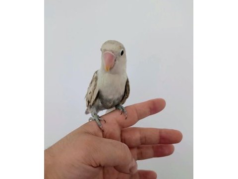 Yavru erkek cennet papağanı