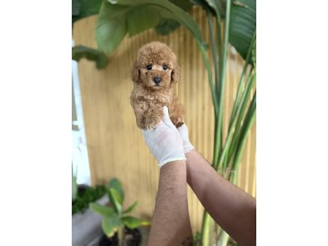 Poodle cinsi referans yavrumuz