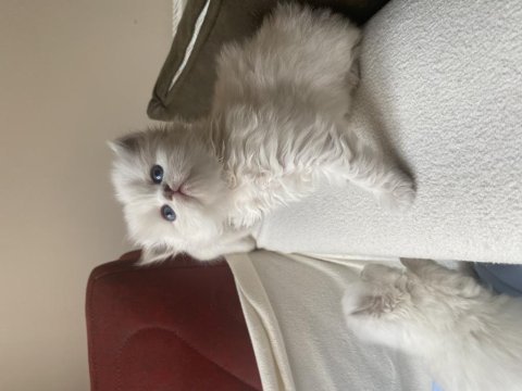 Safkan british longhair bebeklerim