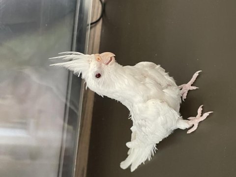 2 aylık yeme düşmüş kırmızı göz albino sultan papağanı