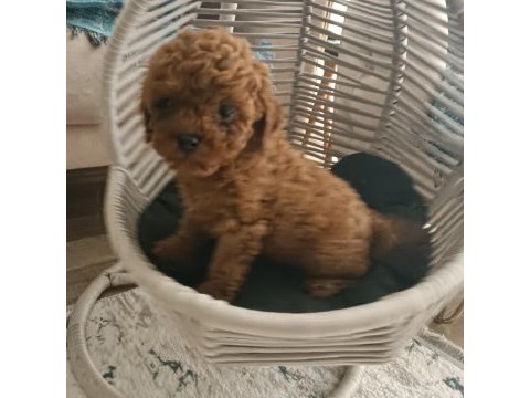 Toy poodle wc eğitimli ve karneli