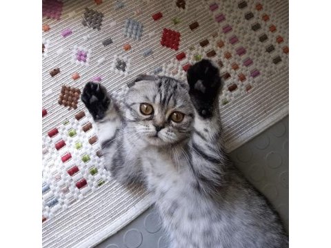 Scottish fold shorthair dişi kedi