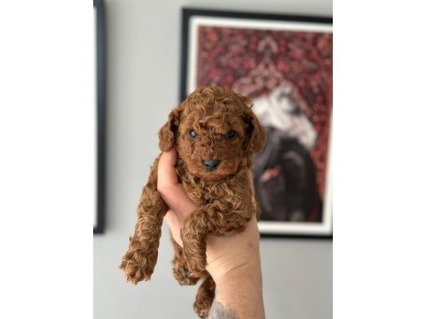 Teacup kore toy poodle