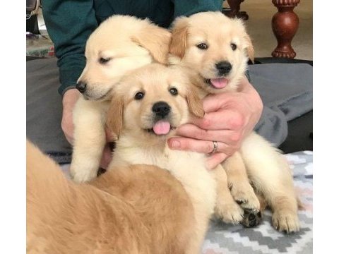 Anatomi harikası golden retriever bebekler