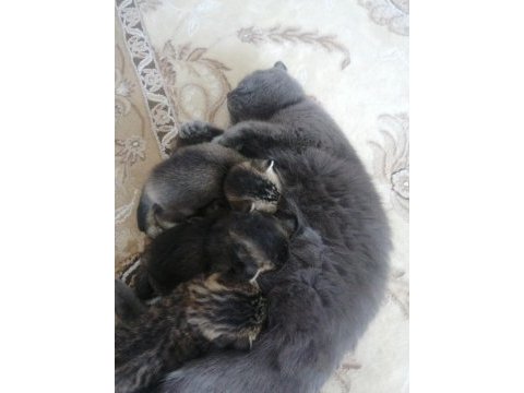 1 aylık british shorthair yavrular için yeni yuva arıyoruz