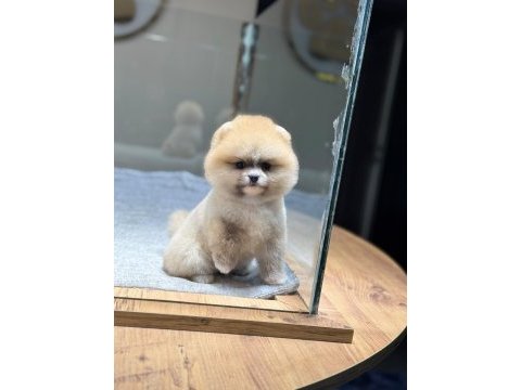 Sağlık ve ırk garantili pomeranian