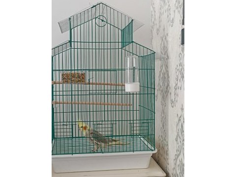 4-5 aylık erkek sultan papağanı