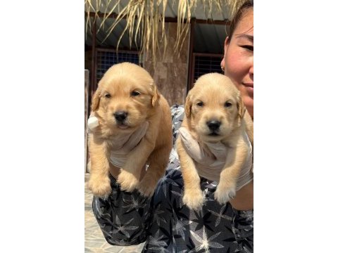 Golden retriever altın tüy yapısıyla aşık eder