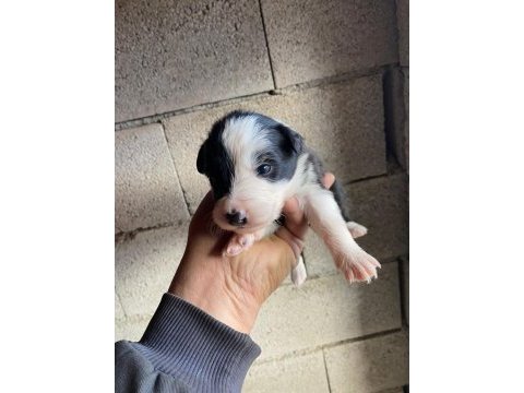 Orijinal border collie yavrular