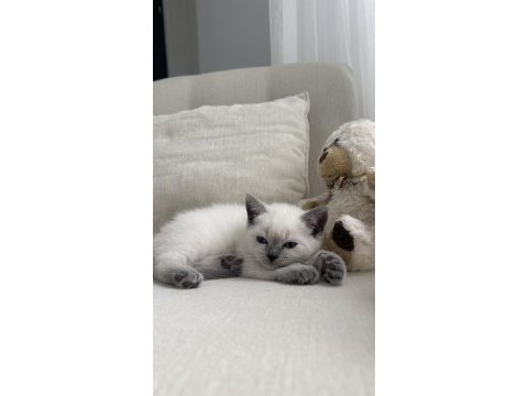 British shorthair kedisi