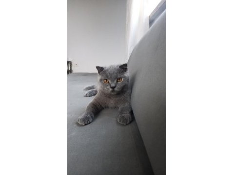 British shorthair 7 aylık