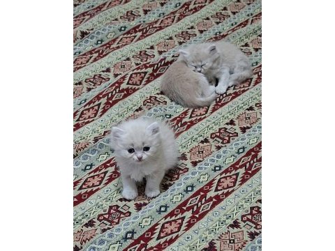 Birbirinden guzel british longhair yavrular