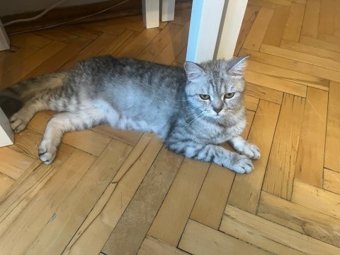 British shorthair kedimiz