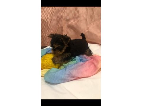 Safkan 0 numara yorkshire terrier bebekler