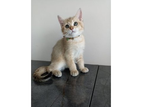 British shorthair golden erkek