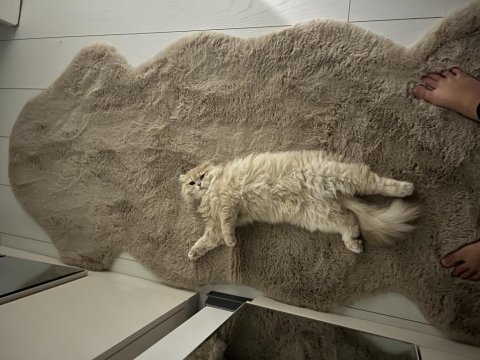 Scottish fold 8 aylık