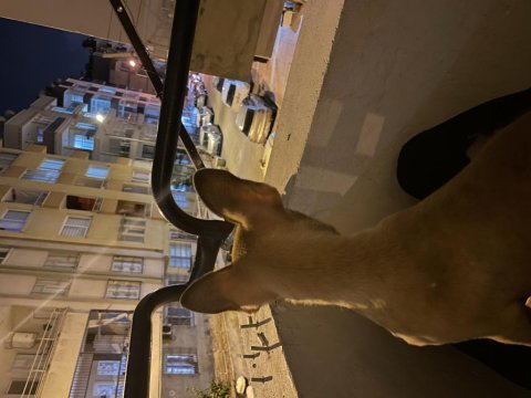 Chihuahua 9 aylık (şivava)