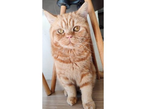Kedimiz tarçın yeni yuvasını arıyor