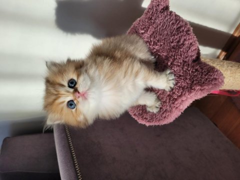 Safkan golden british longhair yavrular