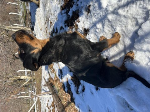 A kalite damızlık erkek rottweiler