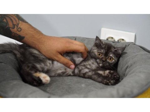 Veteriner kontrolünde sağlıklı british shorthair yavrular