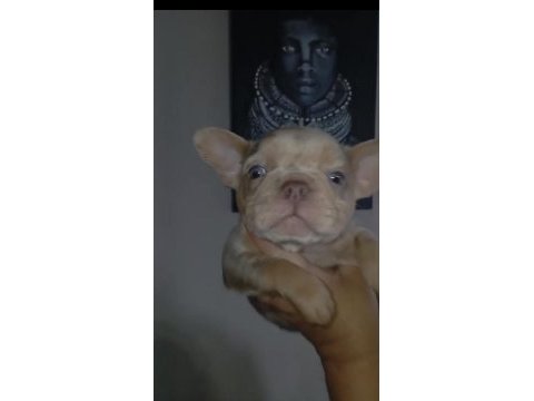 French bulldog new shade isabella merle tan fluffy carrier