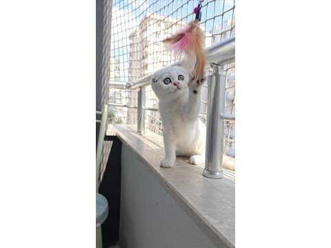 Scottish fold dişi sıfır kulak