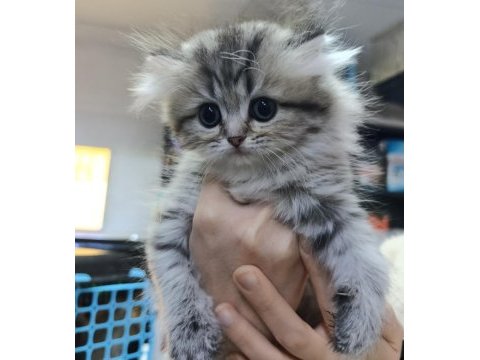 İki aylık british longhair