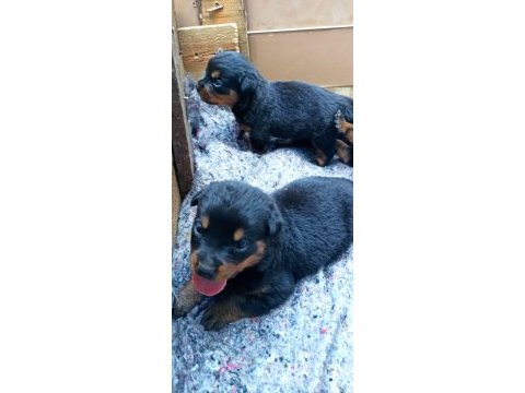 Yavru rottweiler