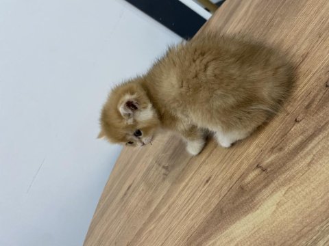 Gold british shorthair  yavrularımız 