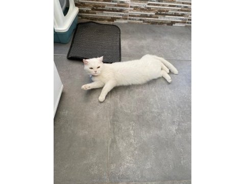 Güzel kedimiz mia için yuva arıyorum