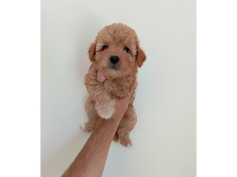 Maltipoo yavrularımız her bütçeye uygun