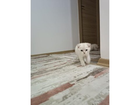 3adet erkek yavru kedi