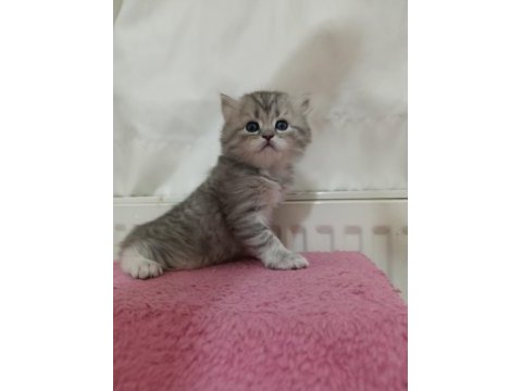 Güzeller güzeli british