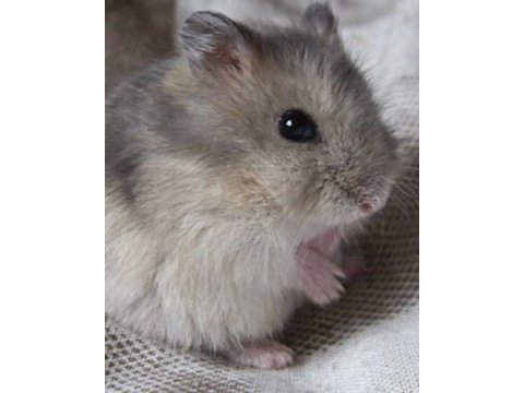 Hamster gonzales yavru heryere gönderim