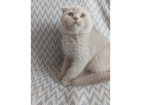 British shorthair ve scottish fold sahiplendirme