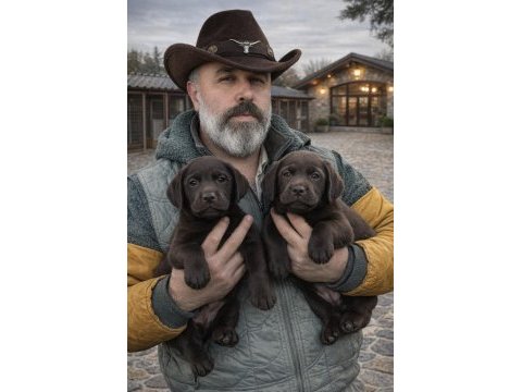 Köpeklere fısıldayan adam güvencesi ile labrador yavrsu