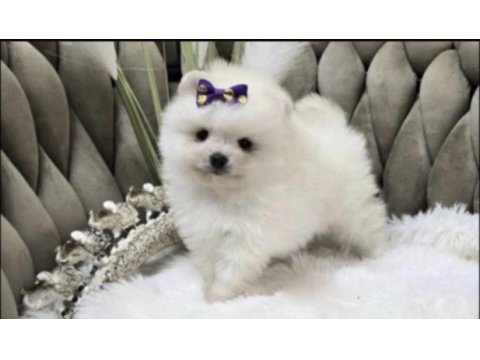 Pomeranian boo yavru köpeğimiz