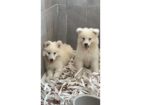 Bembeyaz güzellik safkan samoyed yavrusu