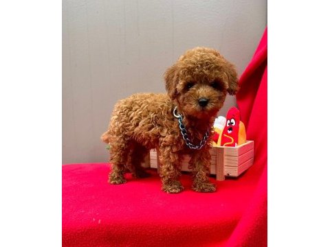 Safkan toy poodle yavrularımız