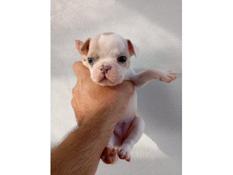 Meraklısına french bulldog