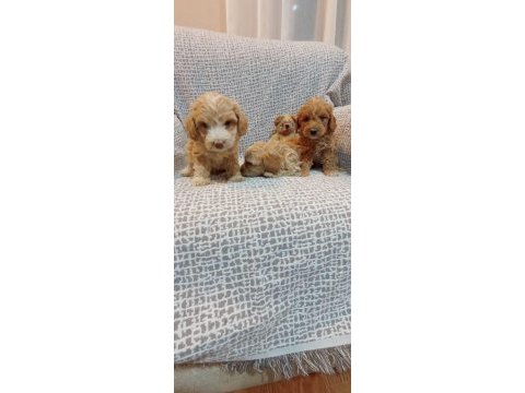 Maltipoo yavrularımız