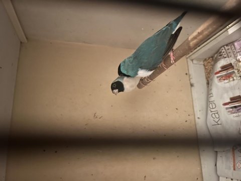 Mavi goldian finch takım