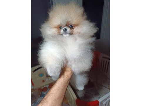 Pomeranian boo orjinal