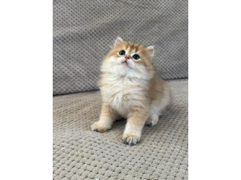 Orijinal şecereli gold british longhair