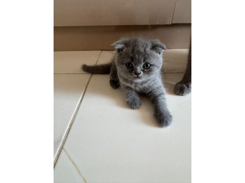 Blue point british shorthair