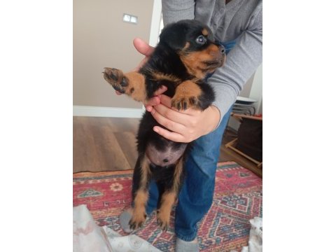 Rottweiler iki aylık