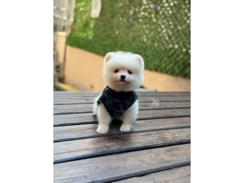 Yavru pomeranian boo köpekler