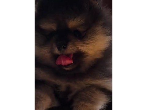 Pomeranian boo 45 günlük